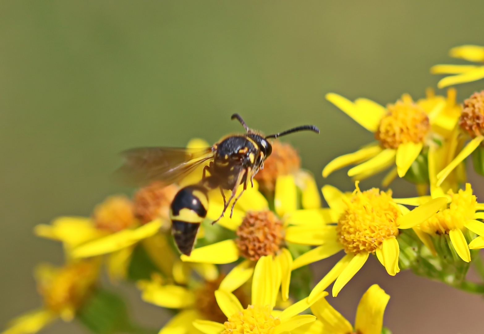 Eumenes coronatus (Doku)