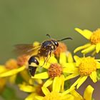 Eumenes coronatus (Doku)