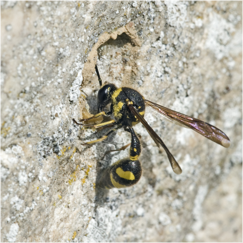 Eumenes (guêpe maçonne) posant les bases de son nid