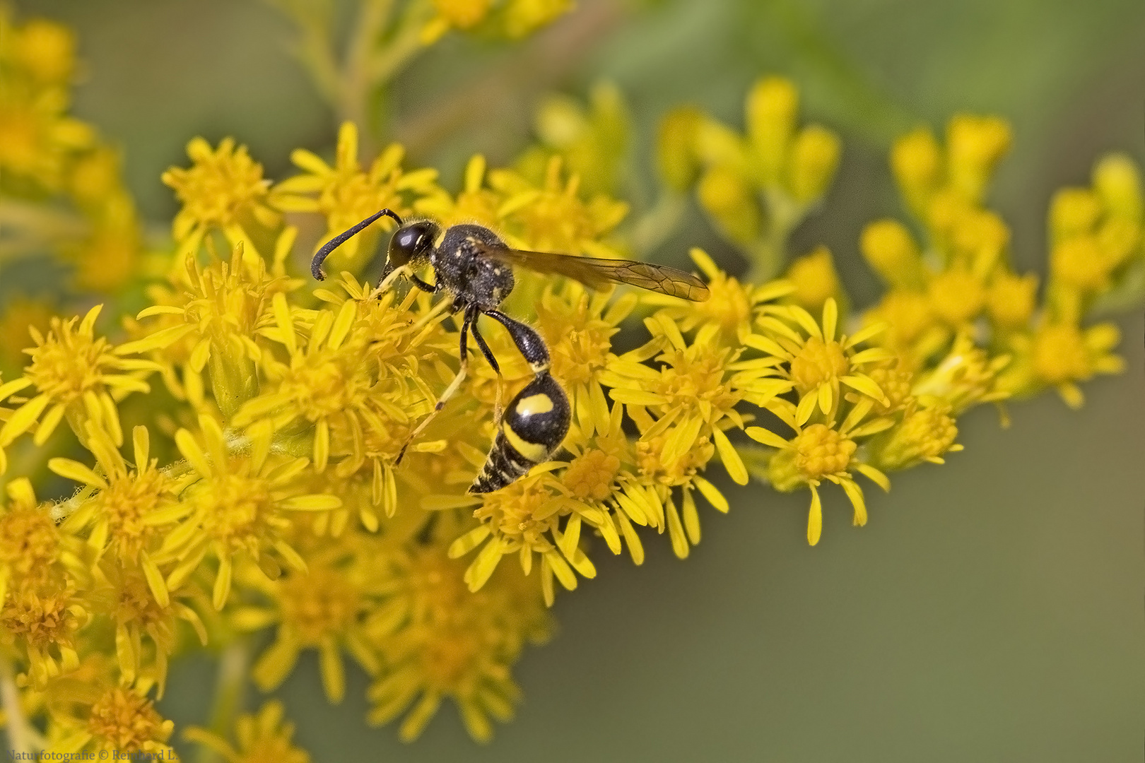  Eumenes papillarius  