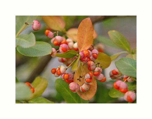 Euonymus 