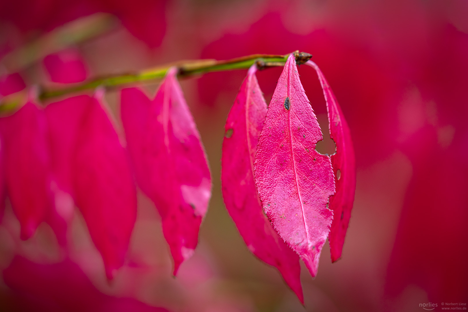 euonymus alatus