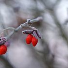 Euonymus alatus `Compactus´