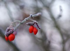 Euonymus alatus `Compactus´