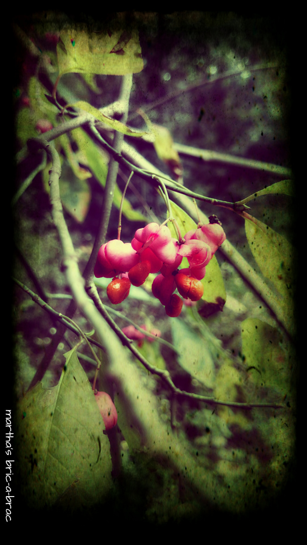 Euonymus europaea