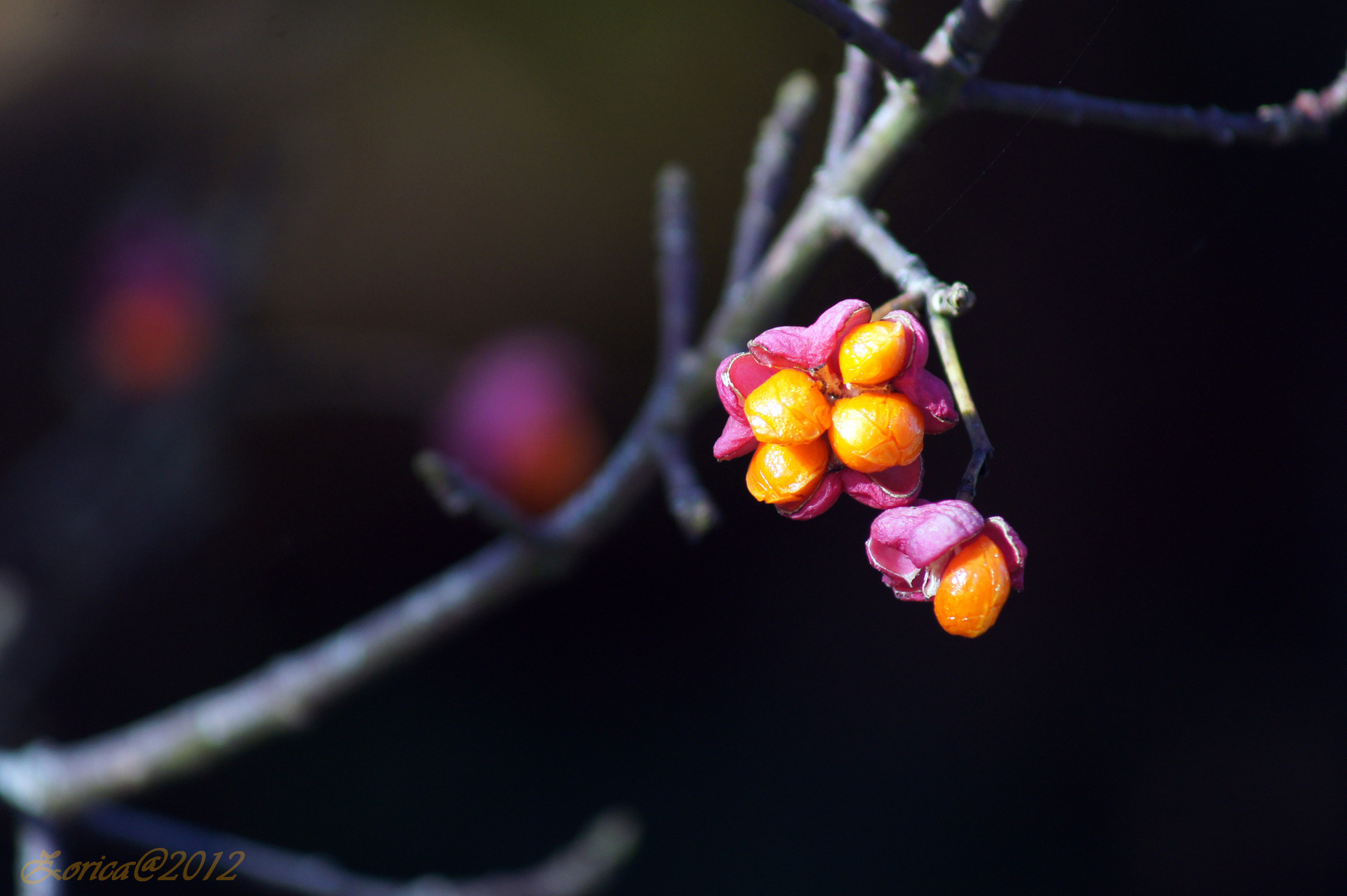 Euonymus europaeus