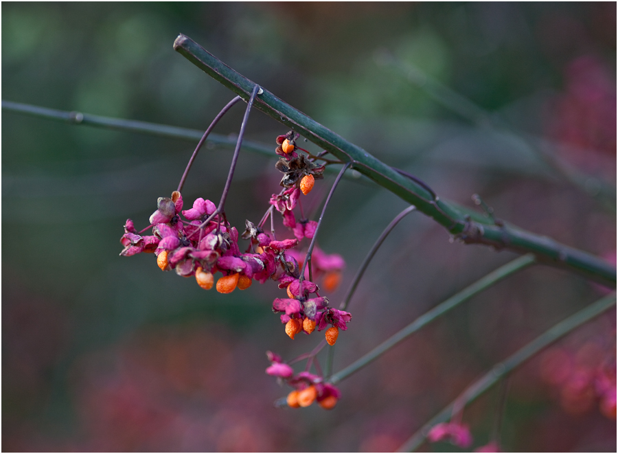 euonymus europäus