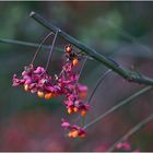 euonymus europäus