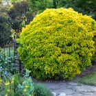 Euonymus japonicus