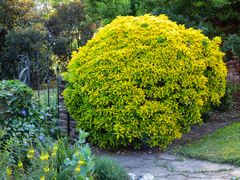 Euonymus japonicus