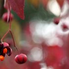 Euonymus oxyphyllus