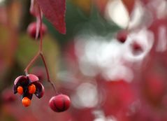 Euonymus oxyphyllus