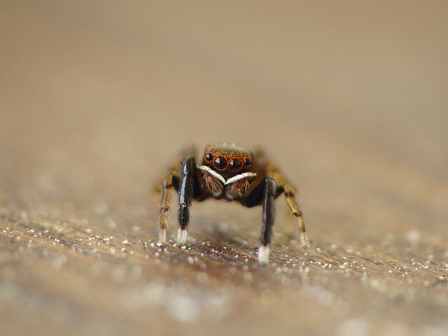 Euophrys frontalis