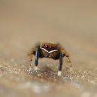 Euophrys frontalis