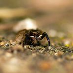 Euophrys frontalis (Männchen)