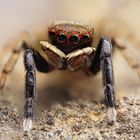 Euophrys frontalis Männchen