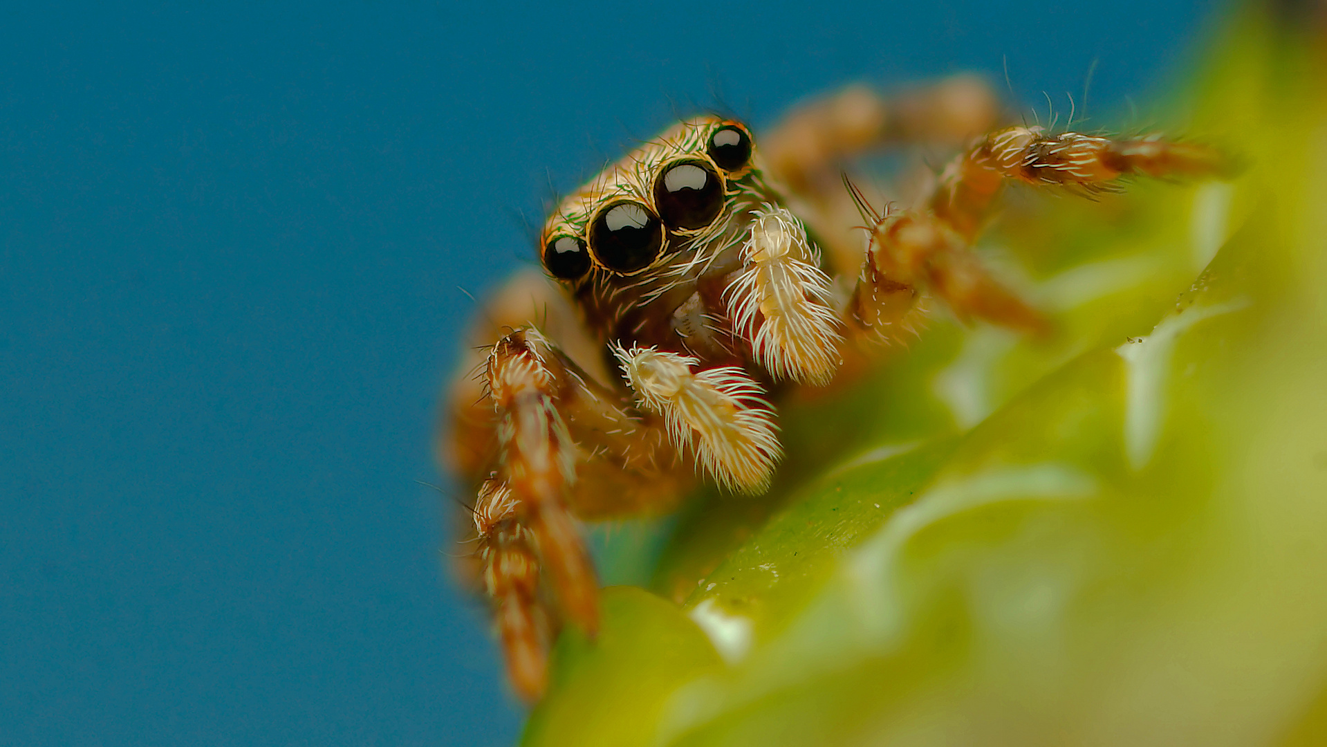 Euophrys lanigera baby....