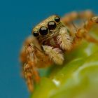 Euophrys lanigera baby....