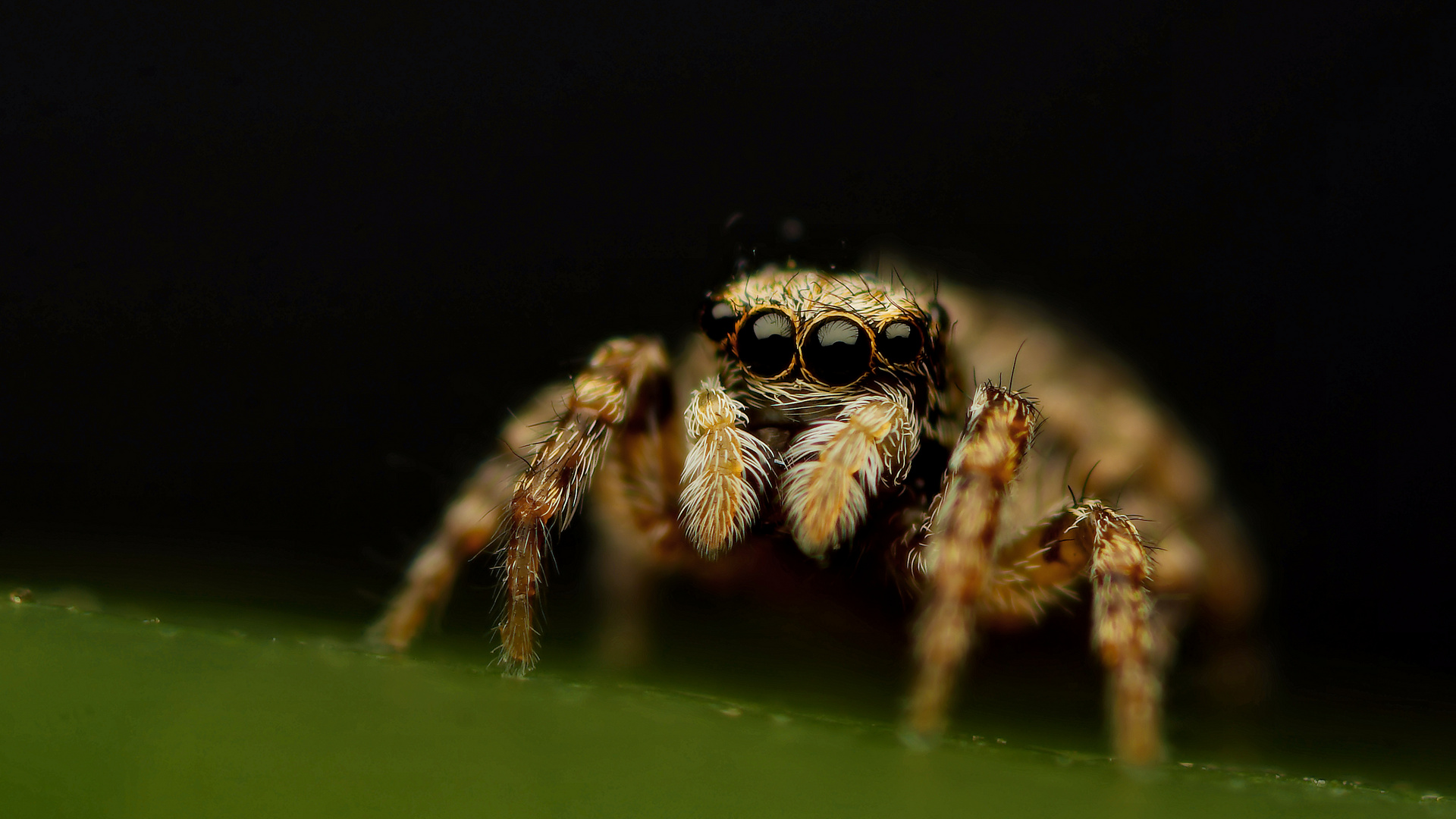 Euophrys lanigera...again...