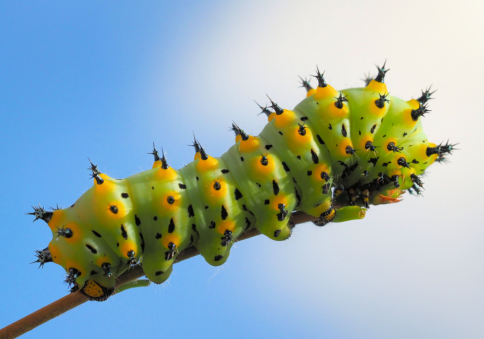 Eupackardia calleta