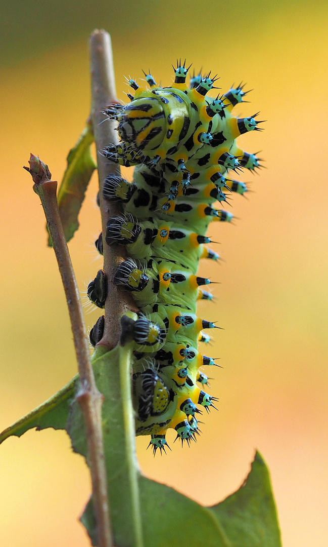 Eupackardia calleta 