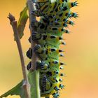 Eupackardia calleta 