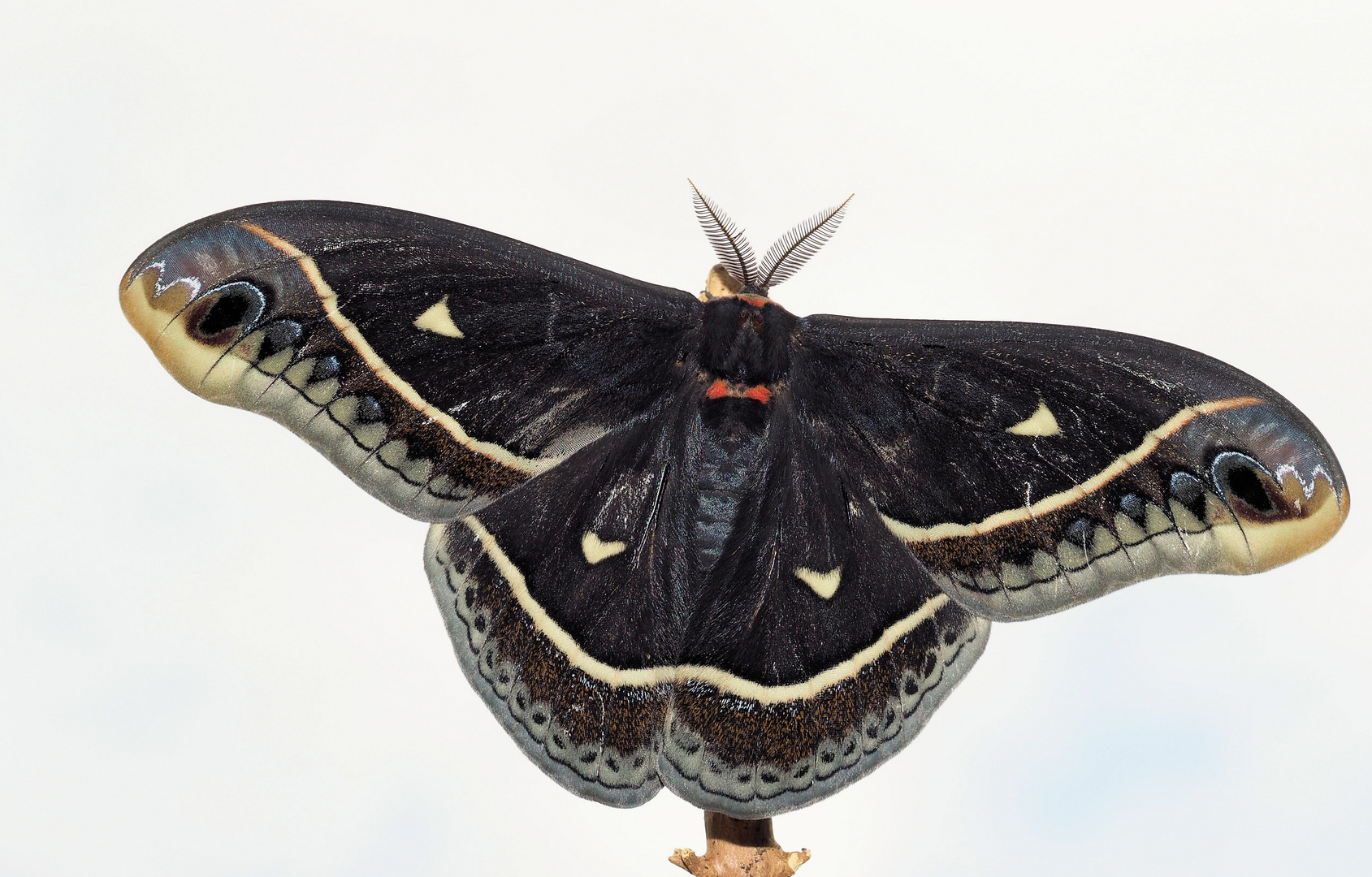 Eupackardia calleta Männchen 