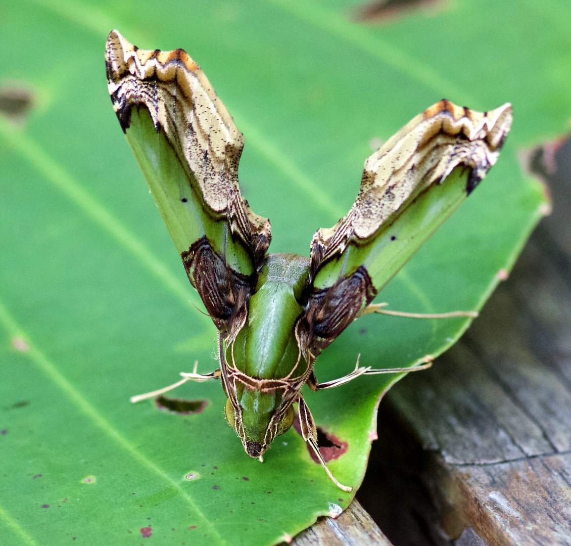 Eupanacra busiris