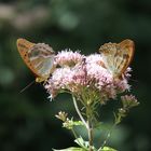 Eupatoire à feuilles de chanvre occupé