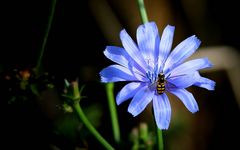 Eupeodes latifasciatus on Wild Chicory 