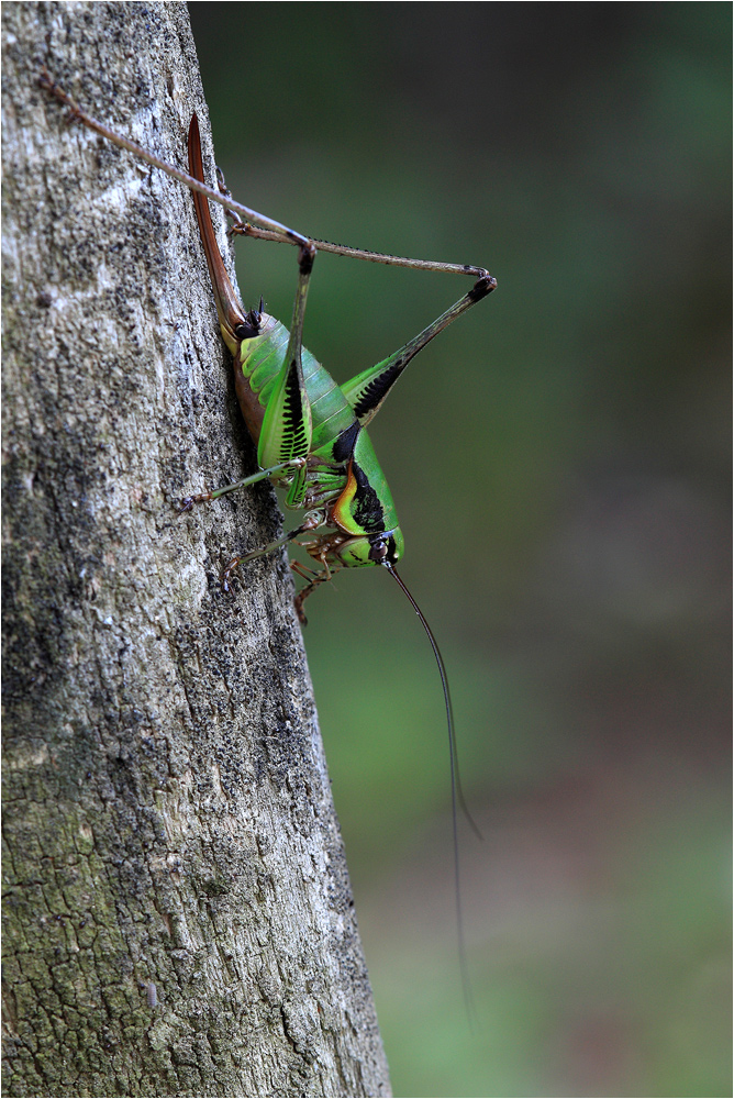 Eupholidoptera