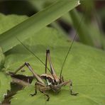 Eupholidoptera chabrieri (Charpentier, 1825)