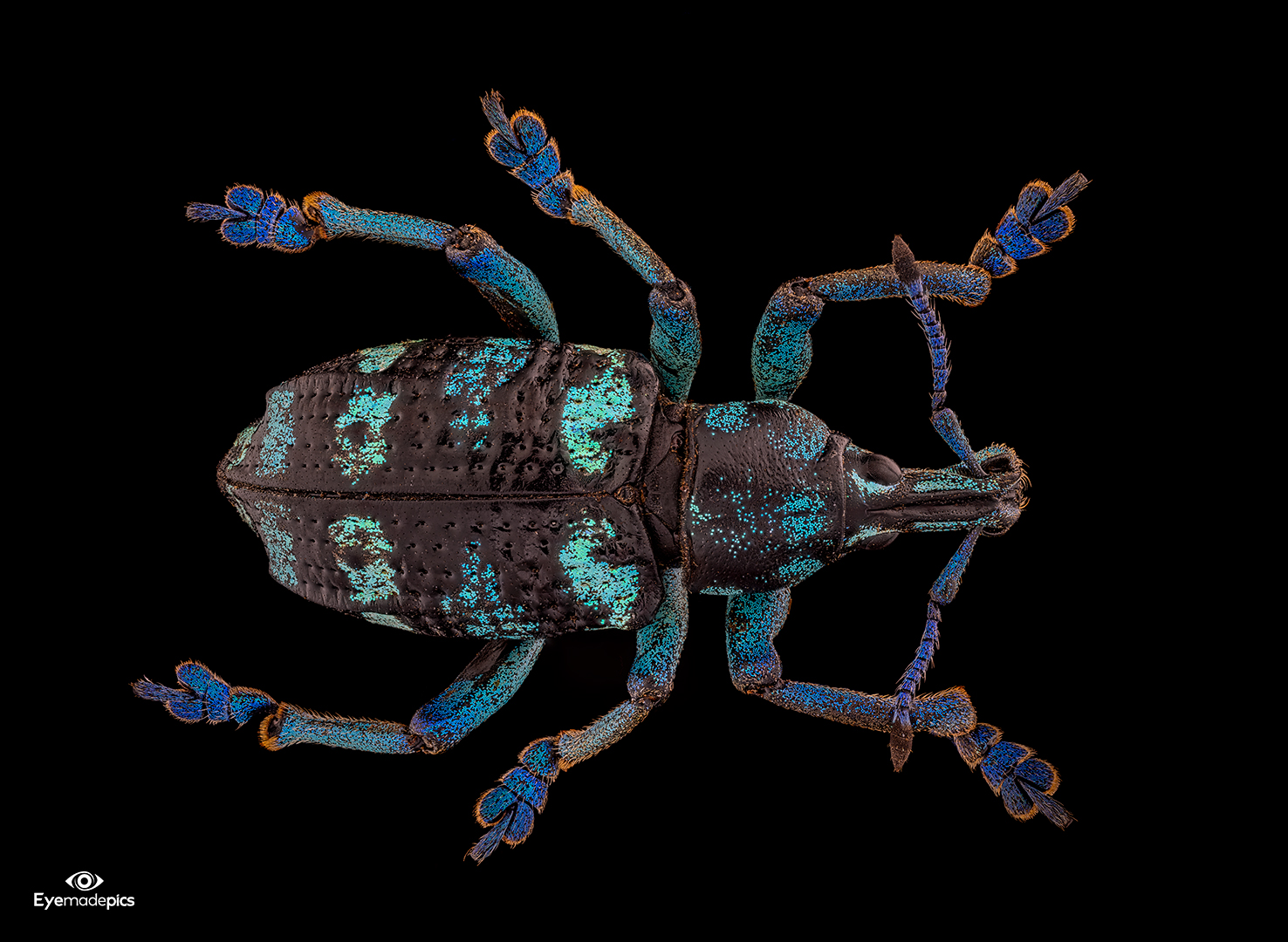 Eupholus linneei 1/4