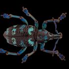 Eupholus linneei 1/4