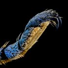 Eupholus linneei (Tarsus) 3/4