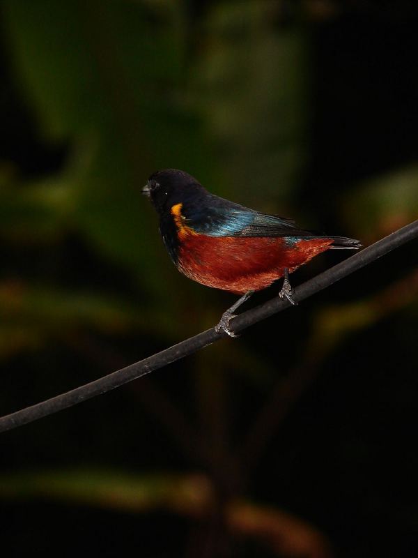 Euphonia pectoralis