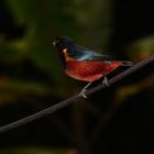 Euphonia pectoralis