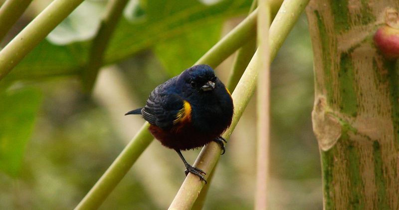 Euphonia pectoralis