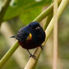 Euphonia pectoralis