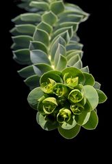 Euphorbia