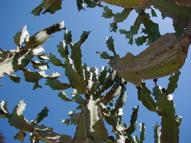 Euphorbia