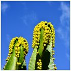 Euphorbia