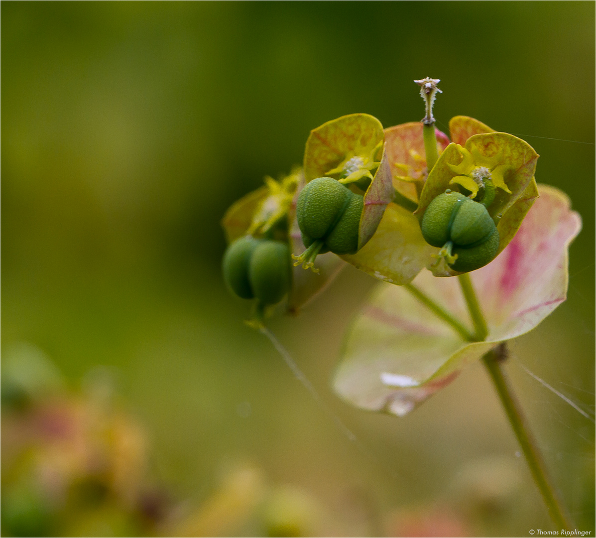 Euphorbia amygdaloides