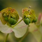 Euphorbia amygdaloides.