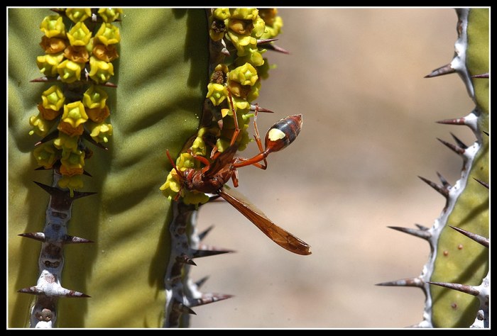 Euphorbia avosmontana & Faltenwespe