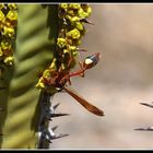 Euphorbia avosmontana & Faltenwespe