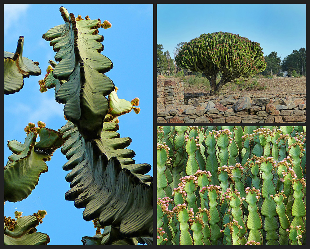 Euphorbia Baum