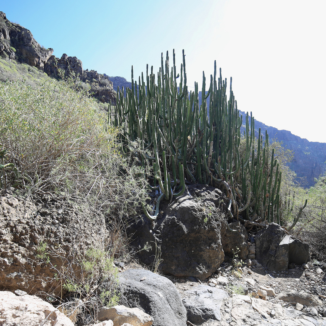 euphorbia canariensis