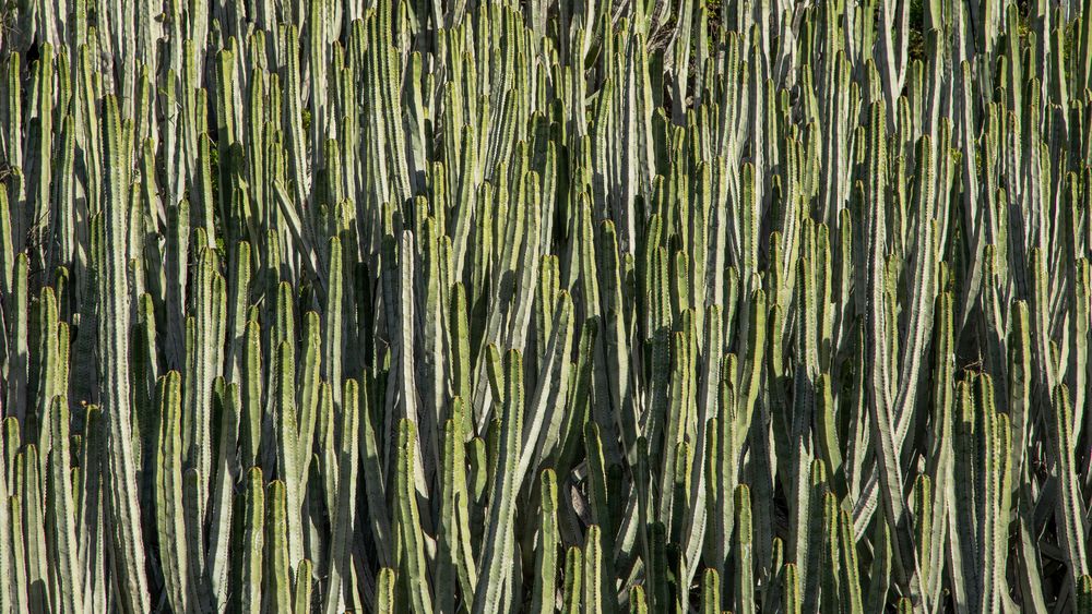 Euphorbia canariensis