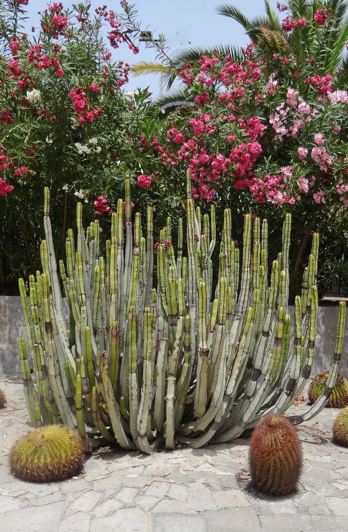 euphorbia canariensis